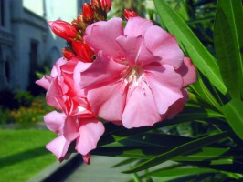 Hawaii flower