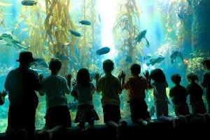 Birch Aquarium