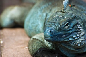 Grand Cayman Beach House Rentals, queen elizabeth botanic park blue iguana