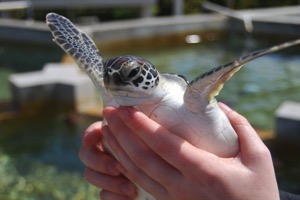 Grand Cayman Beach House Rentals, Turtle farm 