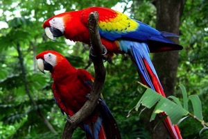 Jaco Beach House Rentals, Carara National Park Macaws and Crocodiles