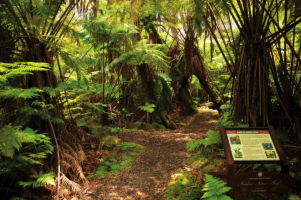 Hiking Trails in Volcano